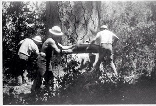 L-R: jack on far right sets up the drag saw for the back cut while
Lloyd and another logger work on the undercut of a Genesee Valley
Ponderosa pine. c. 1949.